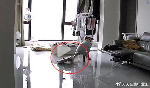 石头科技上半年业绩双增广告费大涨 产品质量遭质疑广告业务成双刃剑